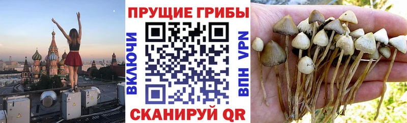 купить  цена  Енисейск  Псилоцибиновые грибы Magic Shrooms 